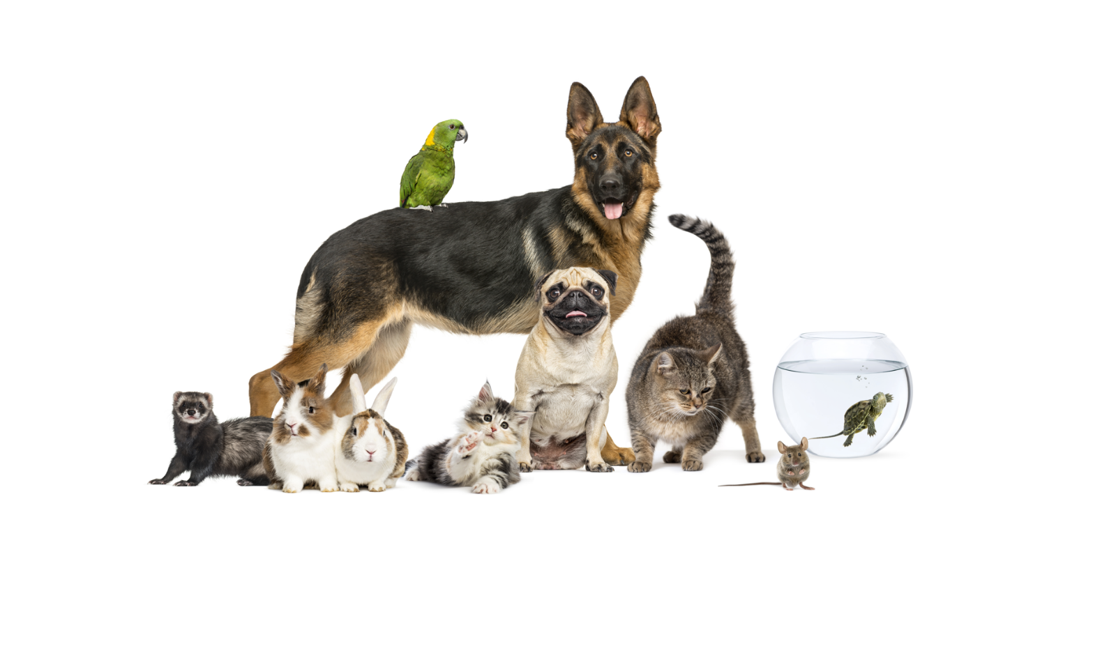 Pets in Spain Visiting Almería Know Your Way Around